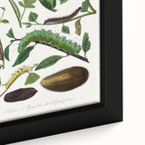 Famous Romantic Era Art - Caterpillar Illustration Canvas Print