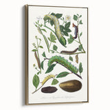 Famous Romantic Era Art - Caterpillar Illustration Canvas Print