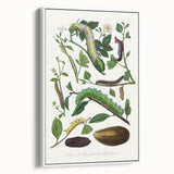 Famous Romantic Era Art - Caterpillar Illustration Canvas Print
