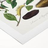 Famous Romantic Era Art - Caterpillar Illustration Canvas Print