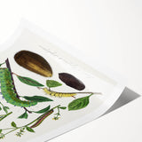 Famous Romantic Era Art - Caterpillar Illustration Canvas Print