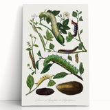 Famous Romantic Era Art - Caterpillar Illustration Canvas Print