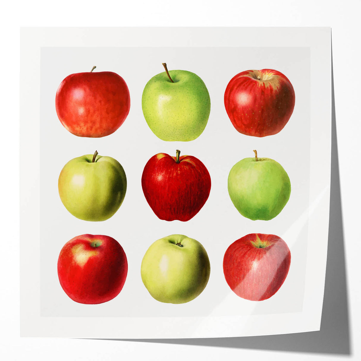 Extra large rolled print featuring an array of colorful fruits on a white background, ideal for dining room wall art.