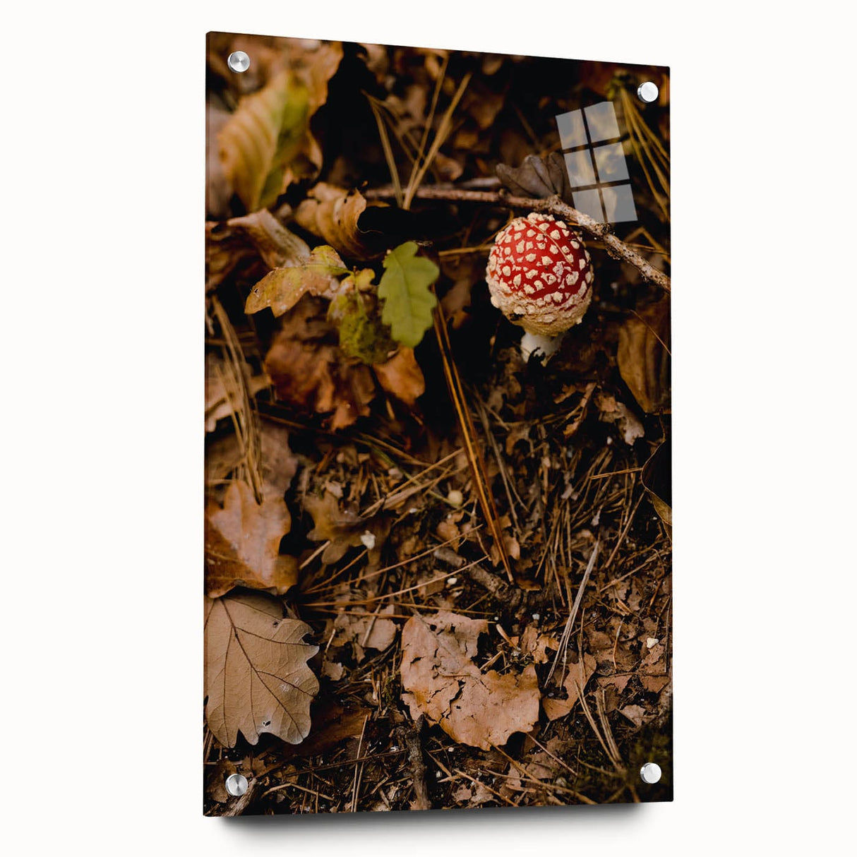 Large abstract wall art depicting autumnal trees in warm orange and red tones on acrylic glass.