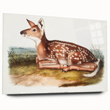 Classic Romantic Paintings - American Deer Illustration Canvas Art