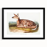 Classic Romantic Paintings - American Deer Illustration Canvas Art