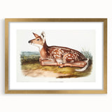Classic Romantic Paintings - American Deer Illustration Canvas Art