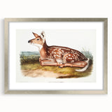 Classic Romantic Paintings - American Deer Illustration Canvas Art