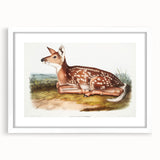 Classic Romantic Paintings - American Deer Illustration Canvas Art