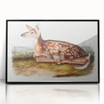Classic Romantic Paintings - American Deer Illustration Canvas Art