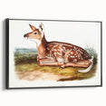 Classic Romantic Paintings - American Deer Illustration Canvas Art