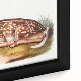 Classic Romantic Paintings - American Deer Illustration Canvas Art