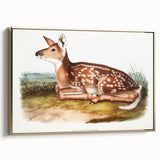 Classic Romantic Paintings - American Deer Illustration Canvas Art