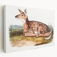 Classic Romantic Paintings - American Deer Illustration Canvas Art