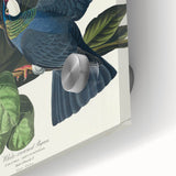 White-crowned Pigeon Art Print - Audubon Birds of America Botanical Decor