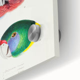 Famous Romantic Era Art - Australian Bird Heads Illustration Canvas Print