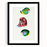 Famous Romantic Era Art - Australian Bird Heads Illustration Canvas Print