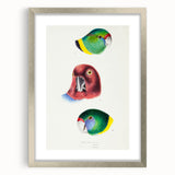 Famous Romantic Era Art - Australian Bird Heads Illustration Canvas Print