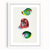 Famous Romantic Era Art - Australian Bird Heads Illustration Canvas Print
