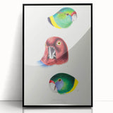 Famous Romantic Era Art - Australian Bird Heads Illustration Canvas Print