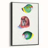 Famous Romantic Era Art - Australian Bird Heads Illustration Canvas Print