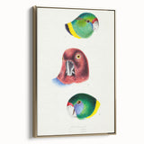 Famous Romantic Era Art - Australian Bird Heads Illustration Canvas Print