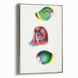 Famous Romantic Era Art - Australian Bird Heads Illustration Canvas Print