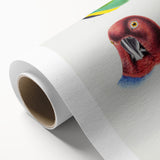 Famous Romantic Era Art - Australian Bird Heads Illustration Canvas Print