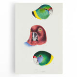 Famous Romantic Era Art - Australian Bird Heads Illustration Canvas Print
