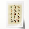 Trout Flies Illustration Print - Mary Orvis Marbury Realism Fly Fishing Art