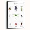 Insects Kids Educational Wall Art - Learning Poster for Classrooms