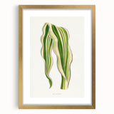 Historical Romanticism Canvas: Green Zea Japonica - Classic Art Prints