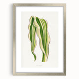 Historical Romanticism Canvas: Green Zea Japonica - Classic Art Prints