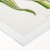 Historical Romanticism Canvas: Green Zea Japonica - Classic Art Prints