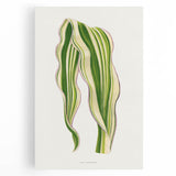 Historical Romanticism Canvas: Green Zea Japonica - Classic Art Prints