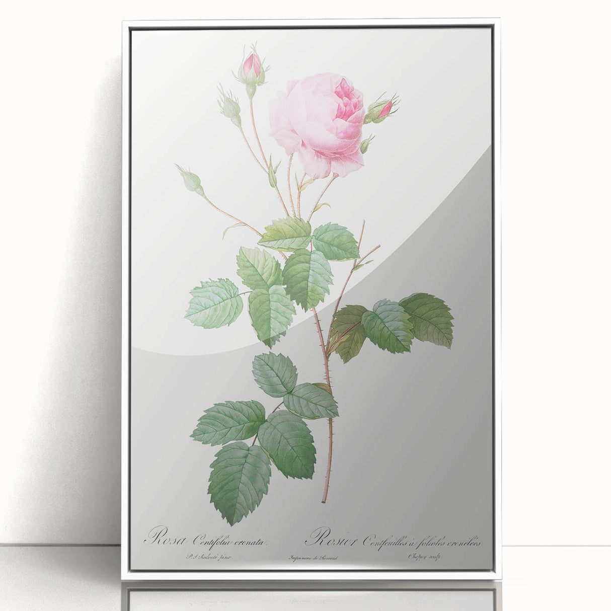 Neoclassical Crenate Cabbage Rose Print - Botanical Art by Redouté