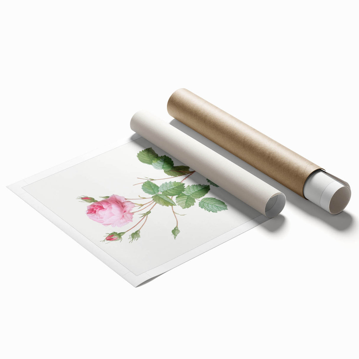 Neoclassical Crenate Cabbage Rose Print - Botanical Art by Redouté