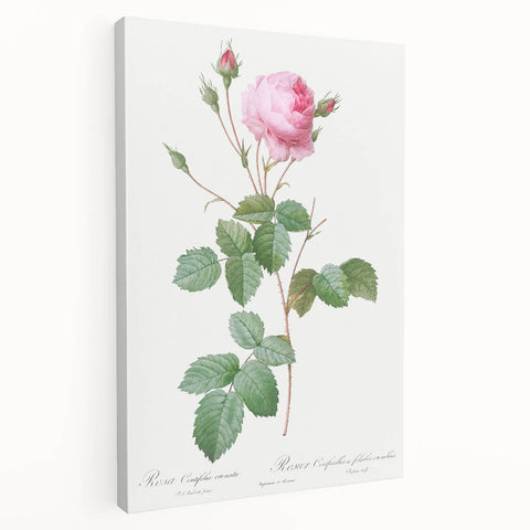 Neoclassical Crenate Cabbage Rose Print - Botanical Art by Redouté