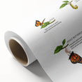 Butterfly Life Cycle Kids Educational Wall Art - Learning Poster