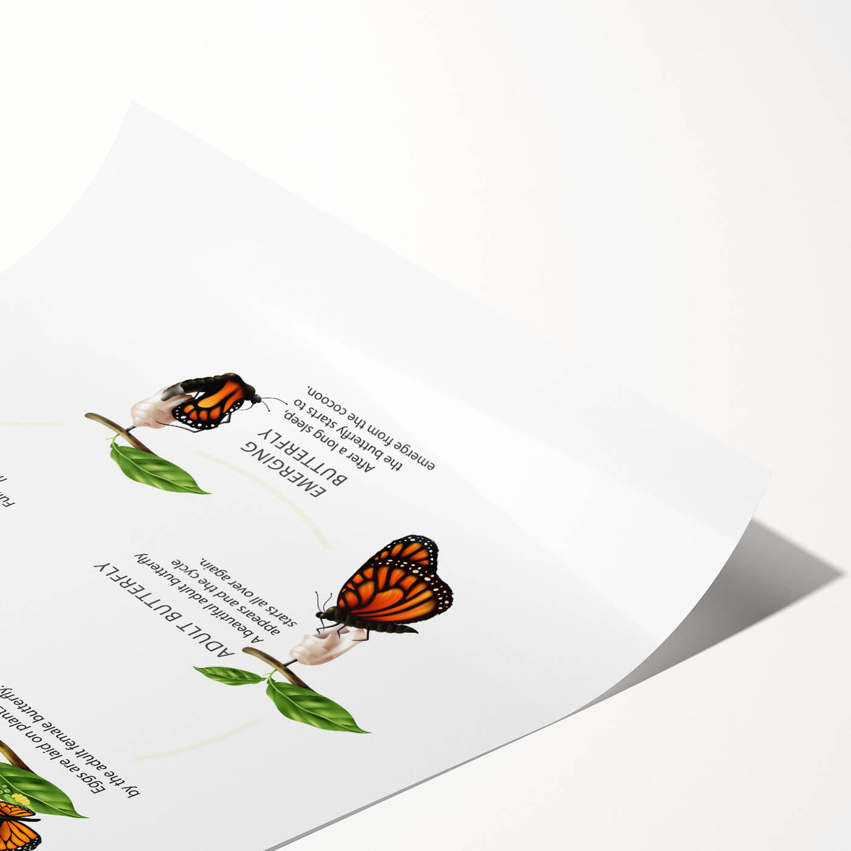 Butterfly Life Cycle Kids Educational Wall Art - Learning Poster