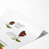 Butterfly Life Cycle Kids Educational Wall Art - Learning Poster