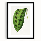 Classic Romantic Era Art: Green Maranta Leaf Illustration Print