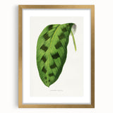 Classic Romantic Era Art: Green Maranta Leaf Illustration Print