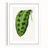 Classic Romantic Era Art: Green Maranta Leaf Illustration Print