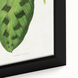 Classic Romantic Era Art: Green Maranta Leaf Illustration Print