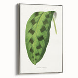 Classic Romantic Era Art: Green Maranta Leaf Illustration Print