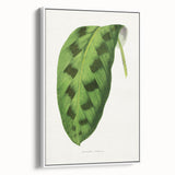 Classic Romantic Era Art: Green Maranta Leaf Illustration Print