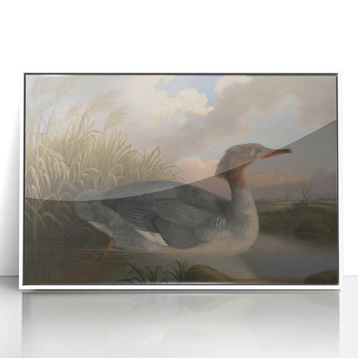 Goosander Dun Diver Art Print - Robert Wilkinson Padley Realism Bird Decor