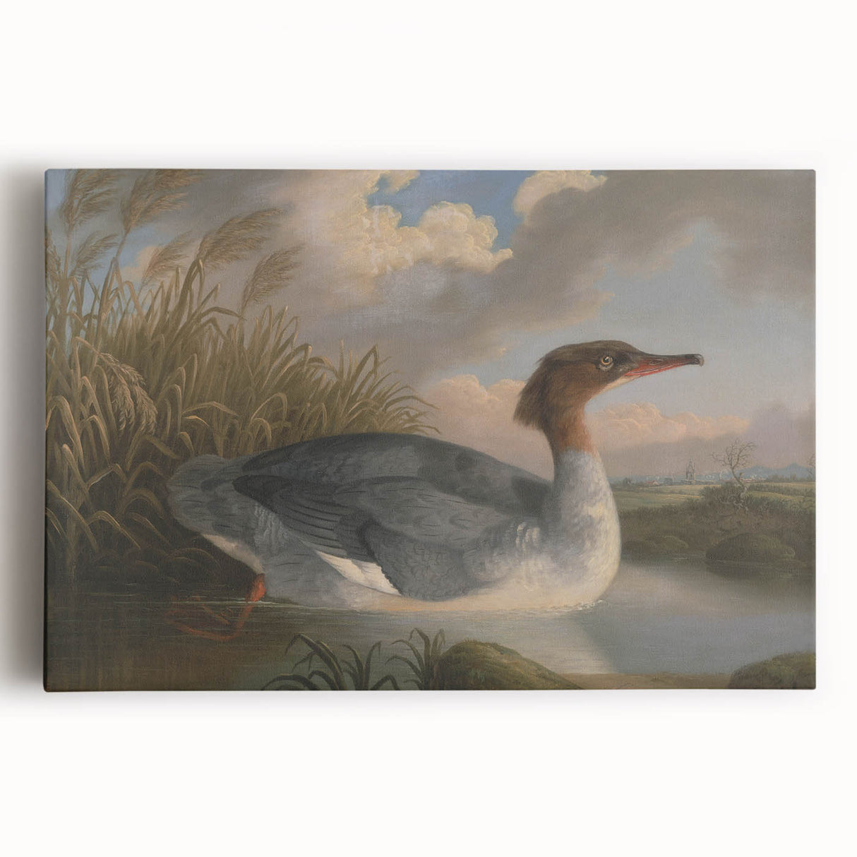 Goosander Dun Diver Art Print - Robert Wilkinson Padley Realism Bird Decor