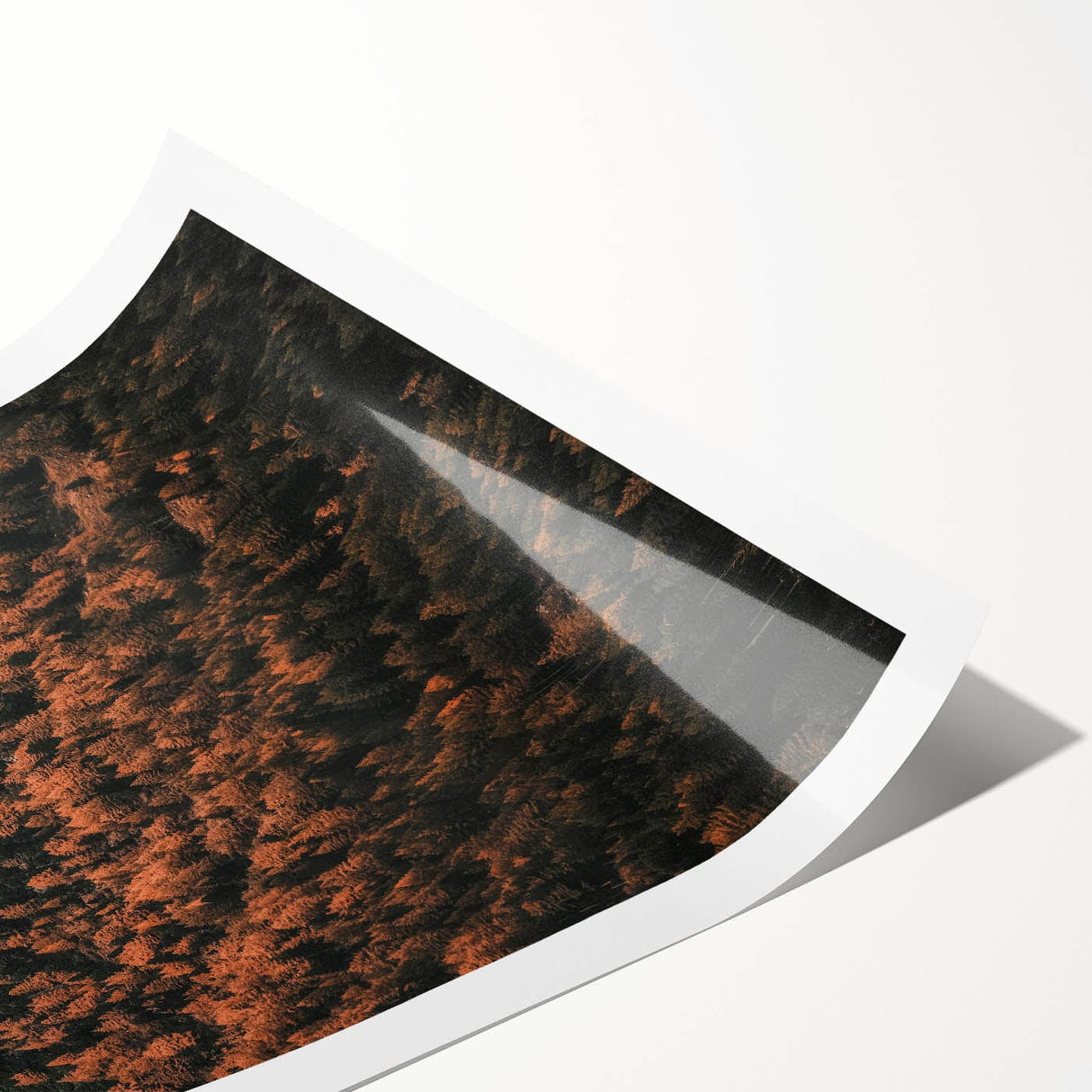 Extra large rolled print featuring line art flowers in muted autumn colors, ideal for large living room wall art.